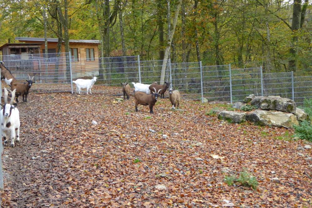Wildgehege Hasenwald